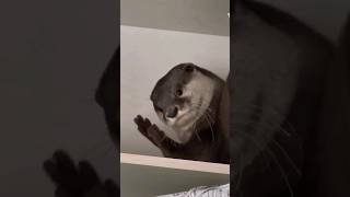 The way Otter look to his Mommy is too cute🥰😁🦦Cute Otter ytviral otternoise cuteanimal [upl. by Andrej765]