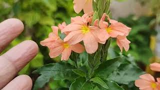 How to grow and careCrossandra Fire crackerKanakambaram flowers [upl. by Faires587]