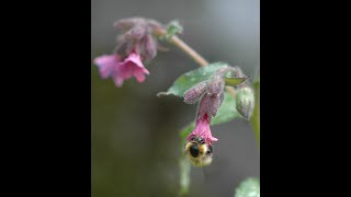 Some of my favourite garden flowers for bees Pulmonaria [upl. by Tereb]