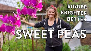 How To Grow Sweet Pea Flowers amp How To Get The Best Blooms [upl. by Nibbor]