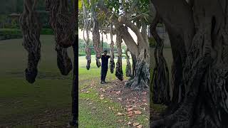 Old trees in creek park dubai [upl. by Eolande]