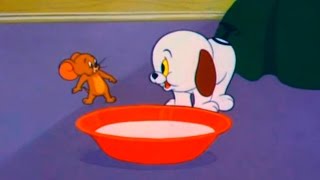 Tom and Jerry  Episode 80  Puppy Tale 1954 [upl. by Agle]