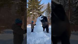 A gorilla helps a child build a snowman animals pets gorilla shorts [upl. by Fachan]