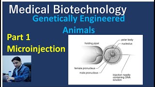 Microinjection at singlecell Stage  Part 1 Genetically engineered animals  Medical Biotechnology [upl. by Viddah]