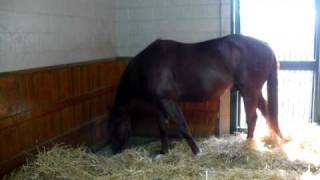 Winstar Farms Versalles KY Horse Farm  Stallion quotDistorted Humorquot [upl. by Enirhtac]