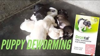 Do it yourself Puppy deworm At Home with Drontal oral suspension  Philippines [upl. by Asaret]