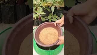 Simple And Easy😉 Soil Mix Recipe For Plants🌱  Potting mix preparation shorts pottingsoil [upl. by Romelle]