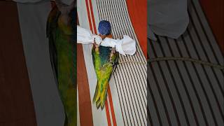 Rainbow lorikeet playing birds shortsviral shortvideo shorts lorikeetparrotlorikeetparrot [upl. by Zed]