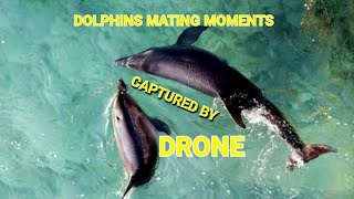 DOLPHINS MATING Drone Footage 🐬 🐬 🐬 🐬 [upl. by Turrell722]