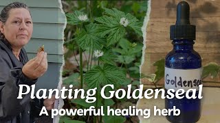 Planting Goldenseal A Powerful Antimicrobial Herb [upl. by Merilee847]