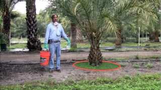 Fertilization of Palms in the Landscape [upl. by Hirza]