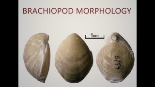 Brachiopoda Morphology [upl. by Eeltrebor74]