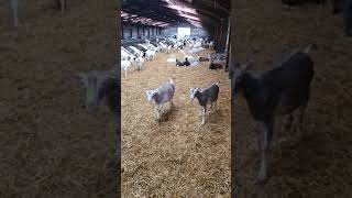 Visiting a Goat Farm🐐 in Ireland [upl. by Nicodemus]