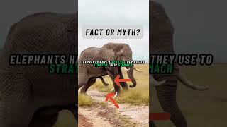 Fact or Myth Elephants fifth leg [upl. by Aldarcy]