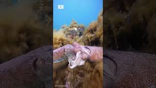 Have you ever seen cuttlefish mate 😳🦑💕  Pets amp Animals  Shorts  ABC Australia [upl. by Yamauchi]