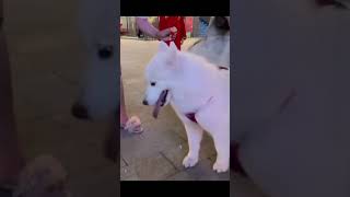 samoyeds malamute Funny dogs 😅 [upl. by Terese]