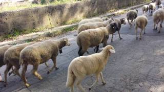 Gregge di pecore merinos al pascolo con agnelli montoni capre e cani pastori maremmani Transumanza [upl. by Odragde]