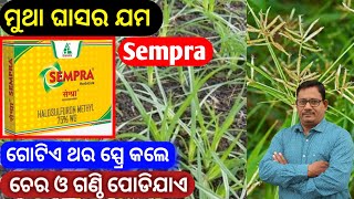 ମୁଥା ଘାସର ସମ୍ପୂର୍ଣ ନିୟନ୍ତ୍ରଣ Sempra Herbicide for nutgrass [upl. by Eelrebmyk]