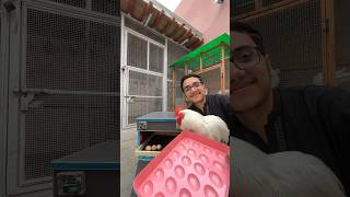 Incubator Machine😍for Bantam Chickens🐓Eggs🥚 fancychicken incubator vicpettown [upl. by Vito]