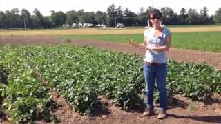 Cowpea Cover Crop Seed Erin Silva WI [upl. by Fitting]