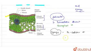 A dorsiventral leaf has [upl. by Einahteb792]