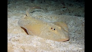 Common Stingaree  Trygonoptera testacea [upl. by Brina405]