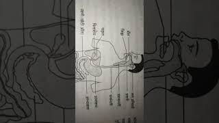 Human alimentary canal class10important very topics viralshortsfeed 2025model [upl. by Elleinaj614]