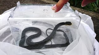 かまれたら人生終了！？日本で一番危険な毒ヘビを捕獲＆観察 dangerous poisonus snake Rhabdophis tigrinus [upl. by Riatsila]