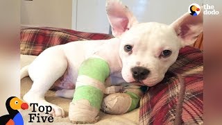 Puppy With Deformed Elbows Gets A Second Chance  Other Puppy Rescues  The Dodo Top 5 [upl. by Adniuqal]