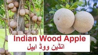 Indian Wood Apple 🍏🍏🌳🌱اینڈین ووڈ ایپل [upl. by Aicella]