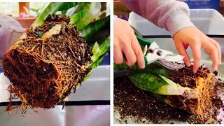 How to Propagate a Snake Plant  Dividing Pups [upl. by Lunnete]