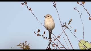 Daurian Shrike [upl. by Etolas438]