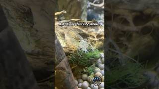 Why Does Everyone Need an Amano Shrimp in their Shrimp Tank shrimp aquarium funfacts wow cute [upl. by Colinson893]