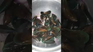 Cooking mussels seafood yummy asmr satisfying short [upl. by Lehpar403]