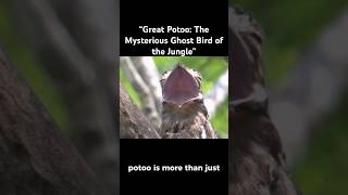 “Great Potoo The Mysterious Ghost Bird of the Jungle” [upl. by Atneciv239]