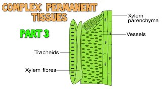 Xylem ll Complex permanent tissues ll Anatomy of flowering plants [upl. by Treacy431]