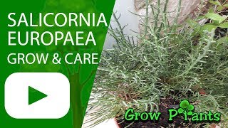 Salicornia europaea  grow care Harvest and Eat [upl. by Annaik]