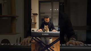 Pianist cat 🎹🐈😊 [upl. by Janessa]