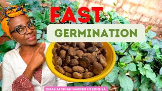 Fluted Pumpkin Cultivation Best Tips to Germinate Ugu Seeds Indoors FAST African Garden in the USA [upl. by Talia5]