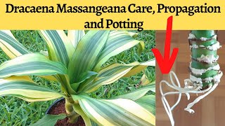 Dracaena Fragrans Plant Care Propagation and Potting [upl. by Anibas702]