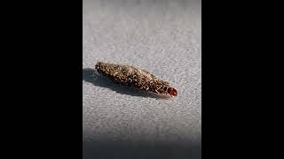 KetitipKemitetepPlaster Bagworm trying to escape sunlight [upl. by Ised]