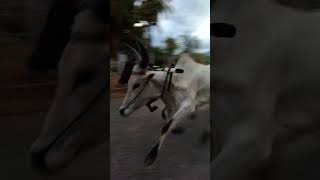 Rekla Race Whatsapp Status Tamil  reklam reklarace pollachi horse [upl. by Yehus]