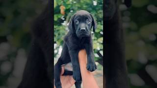 lab dog black 🖤 male and female available  classic pets Shop petshop shorts lapdog doglover [upl. by Resarf]