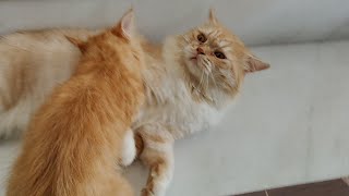 Two Orange Cat Fight 😱💪😱cats funny videoscat meowsviralvideo [upl. by Etteval]