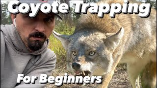 Coyote Trapping for Beginners [upl. by Gamali528]