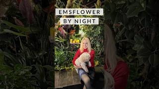 Emsflower by Night November 2023 Werbung emsflower emsland fyp foryoupage fypage youtuberin [upl. by Aeriel]