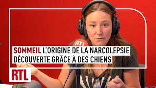 Lorigine de la narcolepsie découverte grâce à des chiens [upl. by Eidnak]