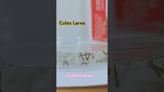 Culex Mosquito Larva mosquitolifecycle larva mosquitoeggs mosquitoreproduction [upl. by Ylsel]