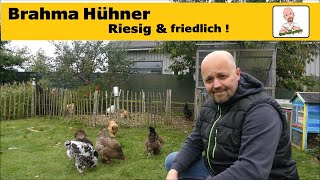 Brahma Hühner Sanfte Riesen für Familie Garten und Selbstversorgung [upl. by Cost]