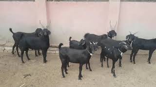 Black tapri goat breed sindh pakistan [upl. by Luann595]